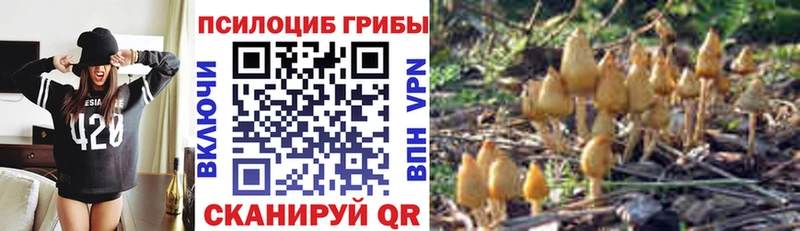 Купить закладки  Куса  Галлюциногенные грибы GOLDEN TEACHER 